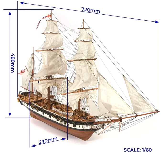 Beagle - Image 4